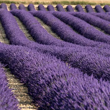 La Provencale *
